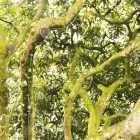 Elektromos kábel String Lights számára, műselyem anyaggal bevonva, Dark Green CM21